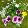 Potted flower Image 2