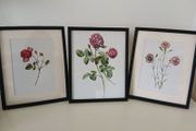 3 Framed Botanical Pages