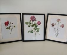3 Framed Botanical Pages