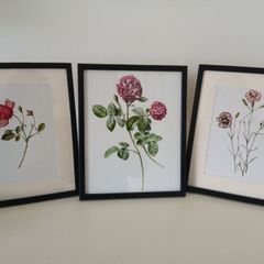 3 Framed Botanical Pages