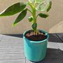 Red Abyssinian banana plant Image 2