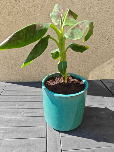 Red Abyssinian banana plant