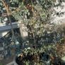 Eucalyptus Tree Image 2