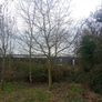 Mature Trees Image 7