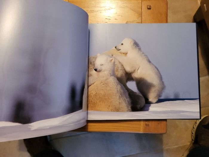 Little Polar Bears by Thorsten Milse.