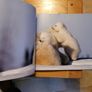Little Polar Bears by Thorsten Milse. Image 3