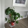 Monstera plant Image 5