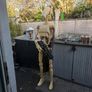 Battle droid Image 8