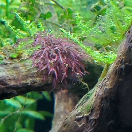 Caloglossa cf. beccarii (Red Moss) 30ml