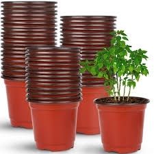 plants
