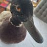 Vintage Taxidermy Mallard Duck Image 5