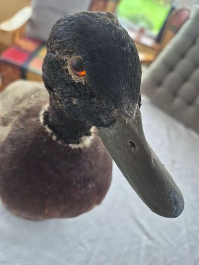Vintage Taxidermy Mallard Duck