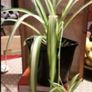 Spider plant, small and well established plant available. Image 5