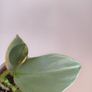 Philodendron Silver Sword lost Variegation Image 4