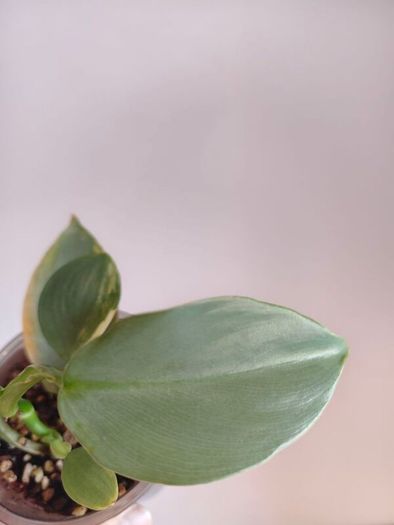 Philodendron Silver Sword lost Variegation