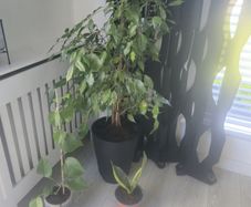 Flowers  Bundle
