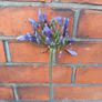 Agapanthus Image 2