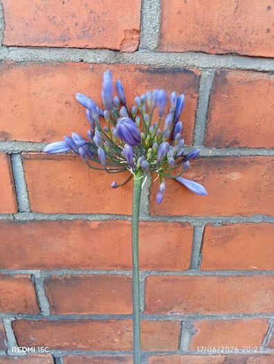 Agapanthus