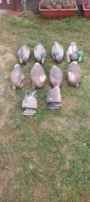 decoys