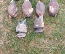 decoys
