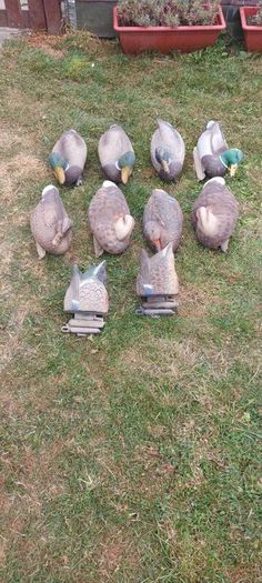 decoys