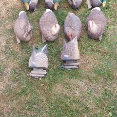 decoys