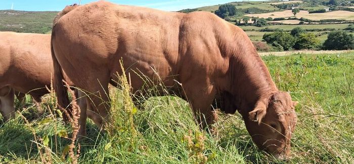 Super Pedigree Limousin Bull