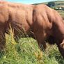 Super Pedigree Limousin Bull Image 2