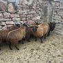Spotted Dutch x Mule Ewe Lambs Image 3