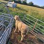 poll dorset Image 2