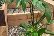 dracena