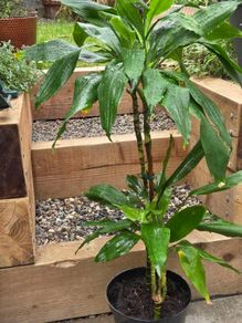 dracena
