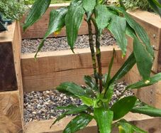 dracena