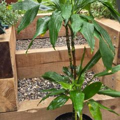 dracena