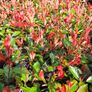Red Robin Hedging two euro Image 8