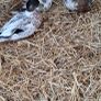 Call ducks Image 2