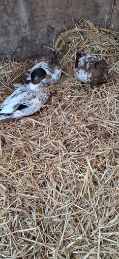 Call ducks