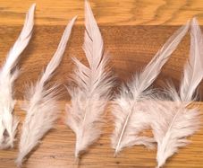white feathers 50pcs