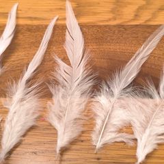 white feathers 50pcs