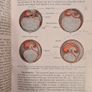 Developmental Anatomy. A Text Book And Laboratory Manual Of Embryology. By Lesliebrainerad. Fifth Edition. Large Volume Hardback Book. In Good Condition. Image 4