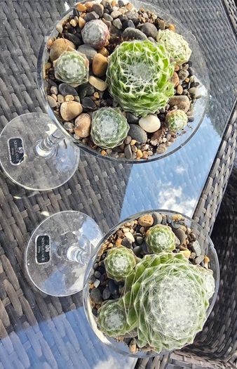 2 plants