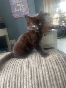 kittens