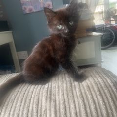 kittens