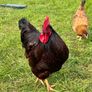 Heritage rhode island red rooster Image 3