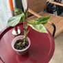 monstera variegated Image 4