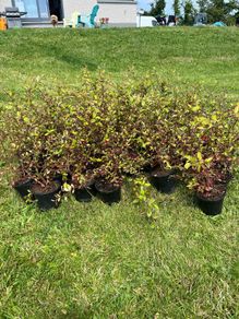 Coral berry hedge