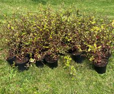 Coral berry hedge