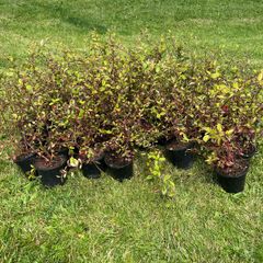 Coral berry hedge