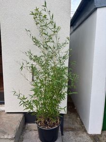 bamboo plant Golden Bamboo - Phyllostachys aurea