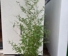 bamboo plant Golden Bamboo - Phyllostachys aurea